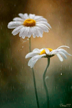 dustyfleas:  Accept the rain because  there