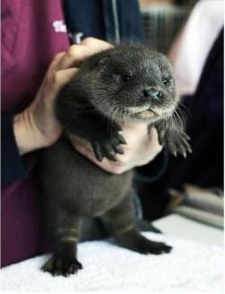 awwww-cute:  The precious baby otter (Source: