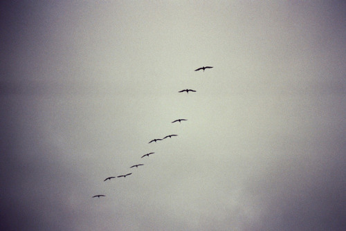 orbitae:  untitled by Madeline Joy on Flickr. 
