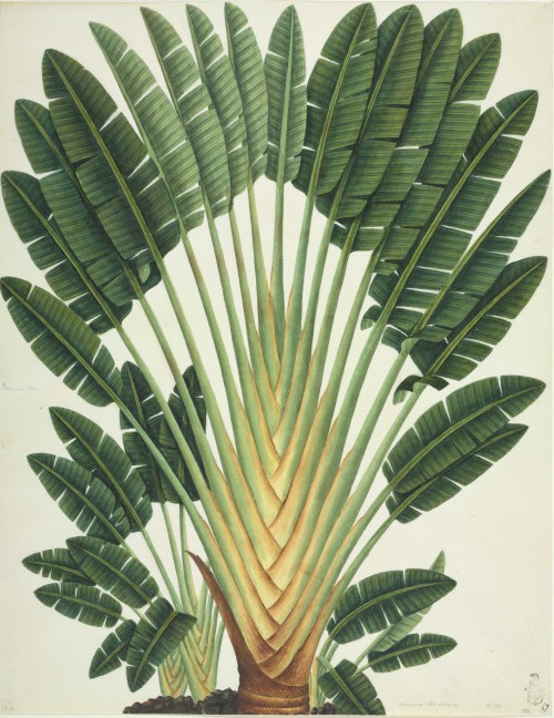 design-is-fine:John Reeves Collection, Traveller’s palm, 1812-31. Chinese botanical drawings. Nation