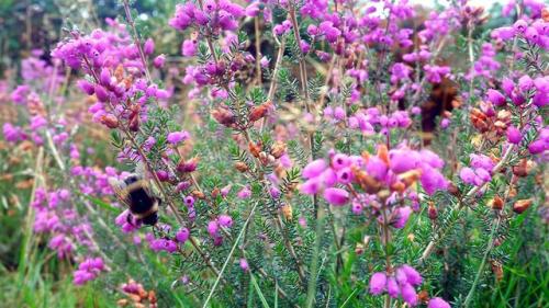 Busy Bee tending Moorland Heather.North Yorkshire Moors, England.