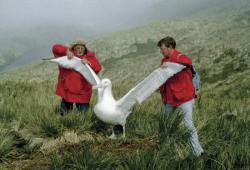 tramampoline:  worsethannothing:  importantbirds:  The Firts and biggem strong SeaGULL  the best thing about the wandering albatross is it’s just like a smaller bird has been exactly scaled up to a huge bird  god himself scaled this bird with the lasso