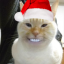 meowburgerz
