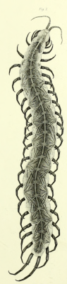nemfrog:  “The centipede.” Illustrations of the comparative anatomy of the nervous system. 1864. 