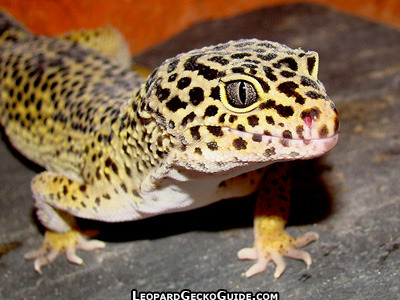 fortheloveofherpetology:  Leopard Gecko (Eublepharis macularius) Leopard geckos have a small “bark” they use if agitated Unlike most other gecko species, the leopard gecko has eyelids. They can even blink and close their eyes while sleeping Like many