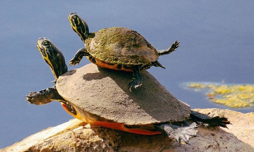 Let’s Bask With Mama