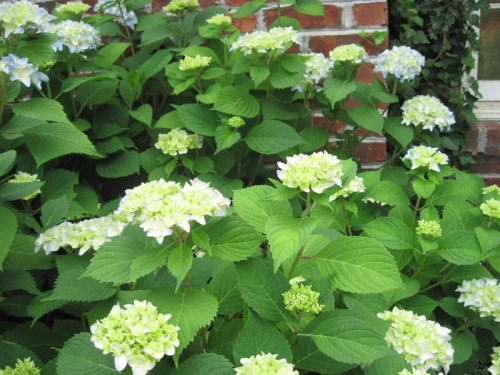 morigrrl:  Hydrangeas 