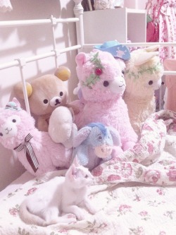 p0kemina:  One of these plushies is not like