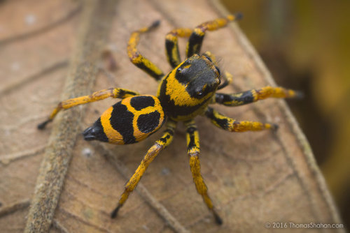 onenicebugperday: Phiale sp. Jumping Spider - Tambopata, PeruPhoto by Thomas Shahan