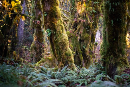 nubbsgalore:the hoh rainforest in washington’s olympic national park receives around fourteen feet o