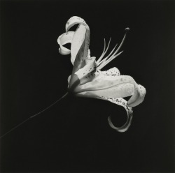 zzzze: Robert Mapplethorpe LILY , 1984 Silver