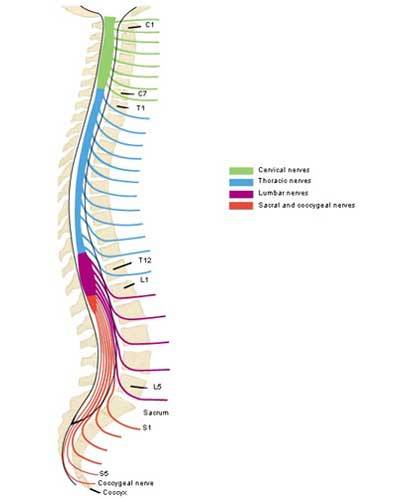 Outlander Anatomy — “jamies Back” Or “aye Jamies Back”