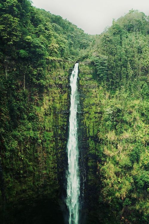 thatslikeoutrageous:eartheld:eartheld:r2&ndash;d2:Akaka by (g r ▲ c e)mostly naturemos