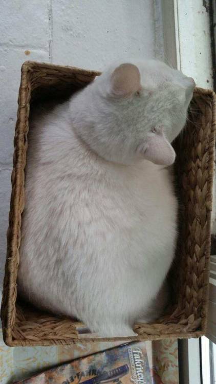 cats-are-true-love:  Penny found a new basket porn pictures