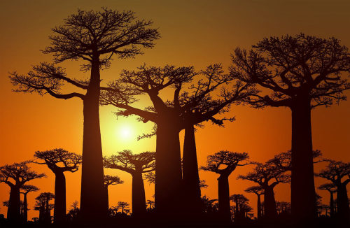 , . Madagascar, East Africa.