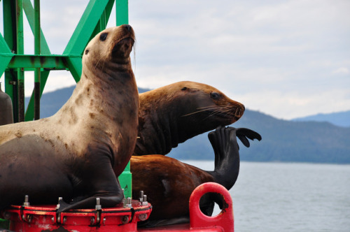 Got to see some sea lions pretty close up