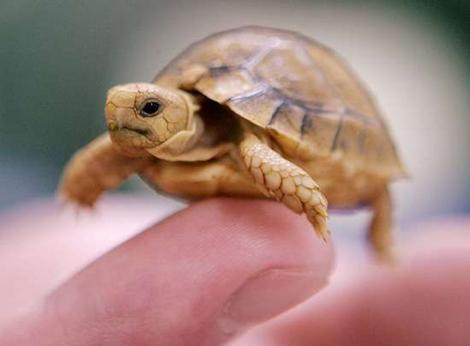 Once found in Egypt and Libya, the Egyptian tortoise is one of the smallest tortoises in the world. 