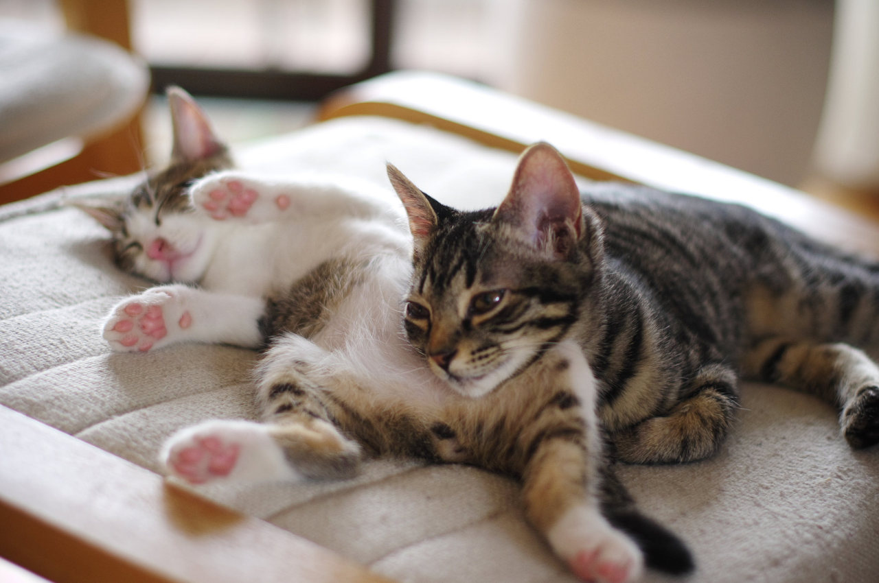 ileftmyheartintokyo:   	nap with pink paws by yuuukiii    	Via Flickr: 	Koharu &amp;amp;