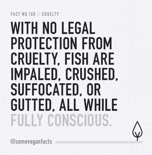 someveganfacts: Fact 160. With no legal protection from cruelty, fish are impaled, crushed, suf