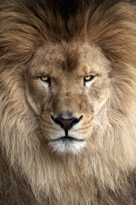 jaiking:  bigtoysera:  Don’t kill my vibe. | Source  Follow me at http://jaiking.tumblr.com/