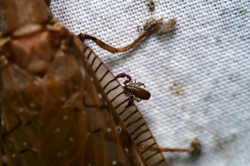 A Dobsonfly And Her Little Pseudoscorpion Buddy.