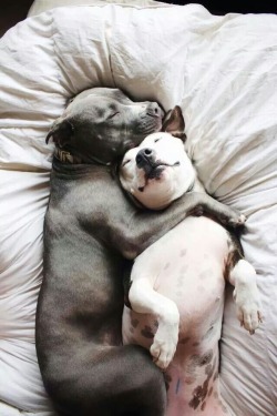 babyssweetdaddy:  Puppy Love ♥