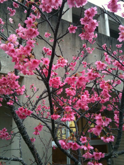 ethertune:  Cherry Blossom at Okinawa Christian