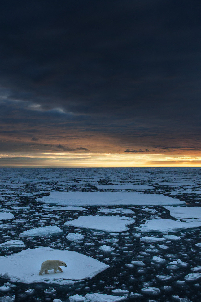 l0stship:  A Polar Bear in the pack-ice at 82,36 degrees north. - by Per Ottar Walderhaug