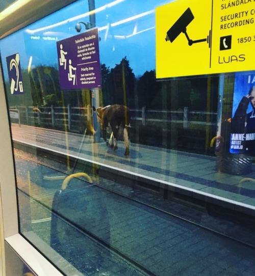 Living in the middle of the city where #cows ride the #tram #luas #dublin @lovindublin #fun (at Dubl