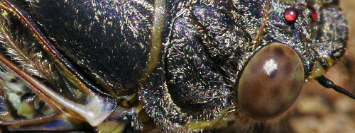 Getting close enough to photograph a cicada when it’s not dead or really dead is usually prett
