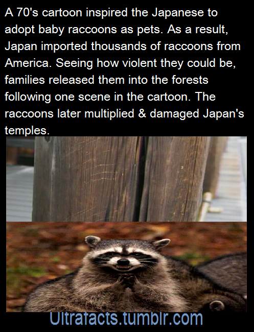 ultrafacts:At the peak, Japan was importing more than 1,500 raccoons a year. The