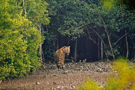 The Royal Bengal Tiger (Panthera tigris tigris): the story of a Man-eaterSunderban (Beautiful forest