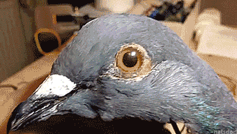 Just A Blog About Animatronics — thenatsdorf: Pigeon robot. [full video]