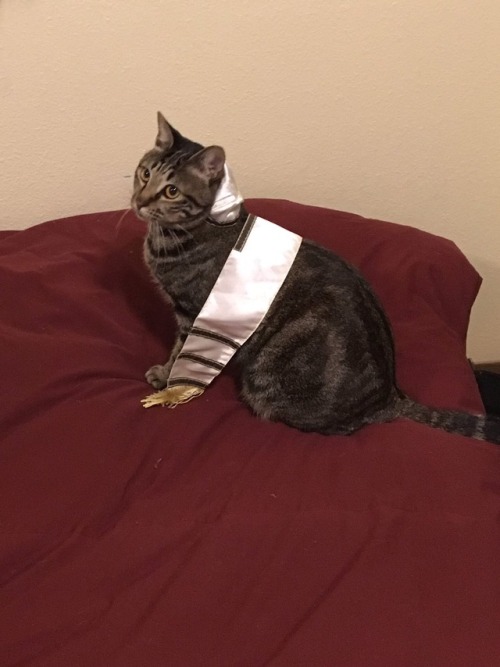 brieffoxllama: I gave my cat a bat mitzvah for my Japanese language class project… She is not