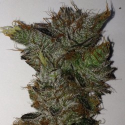 weedporndaily:  #ox by spaceboundanddown http://ift.tt/1AWwRKZ