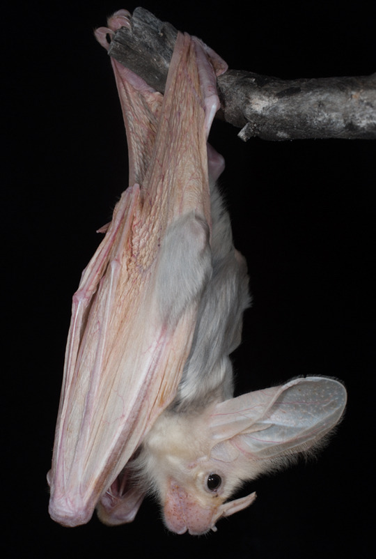 take-me-far-away-from-here: The ghost bat (Macroderma gigas), also known as the false