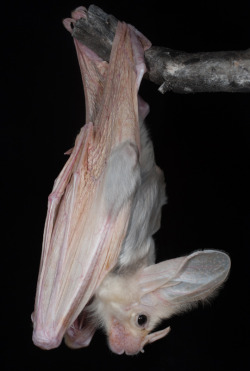 weed-breath:  take-me-far-away-from-here:  The ghost bat (Macroderma gigas), also known as the false vampire bat is a bat native to Australia.   Baby &lt;3