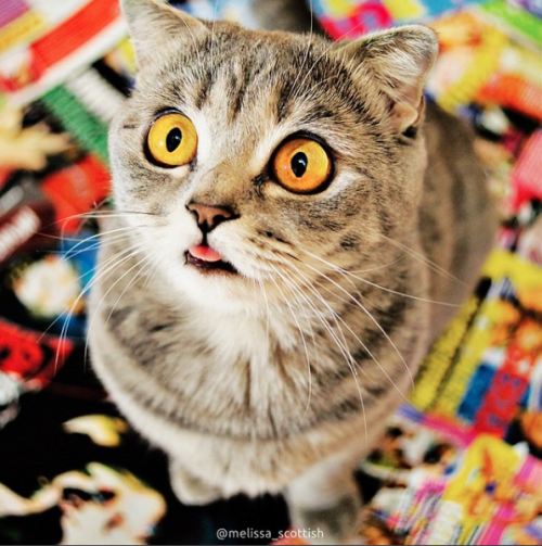 catsbeaversandducks:  Her Name Is Melissa  Melissa has seen things. Terrible things. Photos by ©Melissa Einstein 