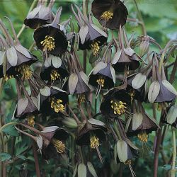 coisasdetere:  Aquilegia viridiflora - Chocolate