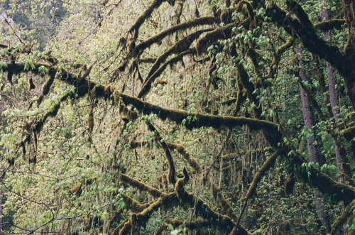 newjackcole:  Silver Falls, May 2022(Canon A-1, Kodak Portra 400 & Fujifilm 200)