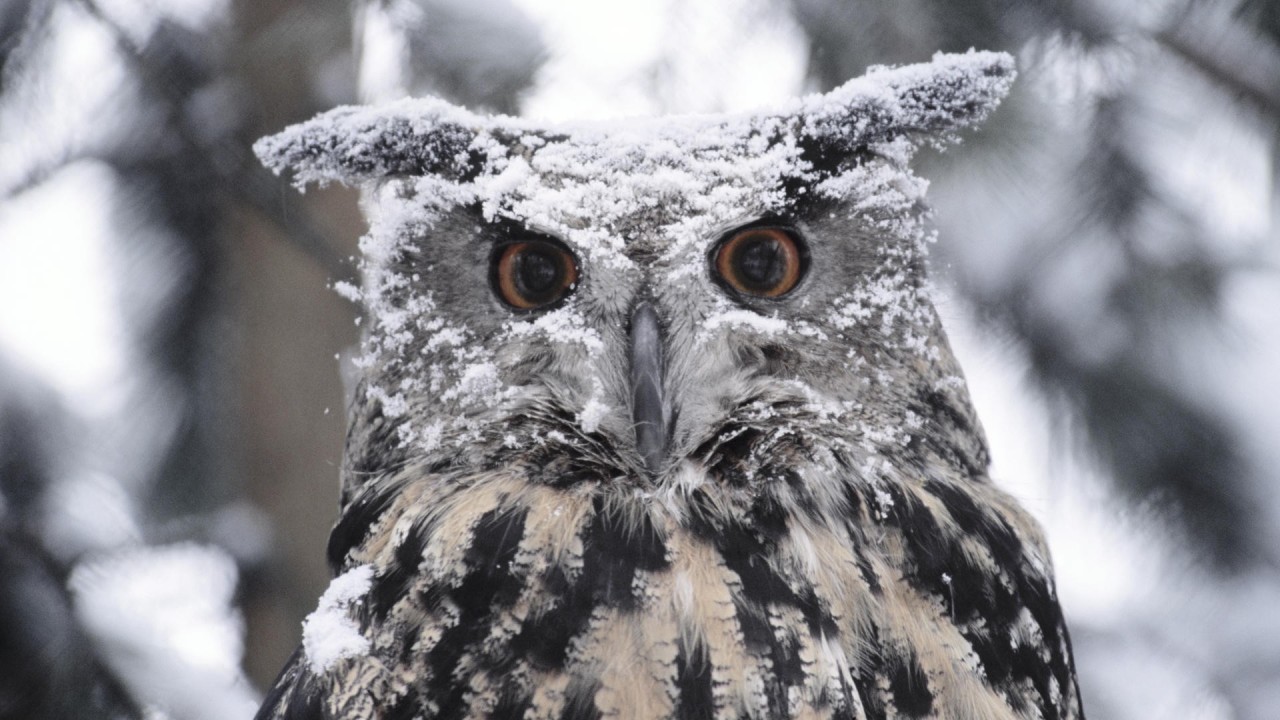 daily owls