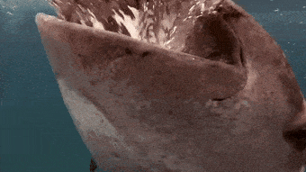 poonarts:  toomuchlamenotenoughbears:  fluffyflareon:  ayellowbirds:  hoediac:  the-monochrome-jester:   glitterysquidily:   canidteeth:   waywardfangir1:   iwillregretthistommorrow:   pickled-watermelons:   cyanbabe:  sharky-sharks:  Why do you like