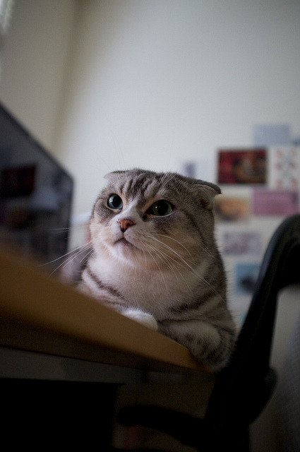 89cats:  untitled by changchihhsiang on Flickr.