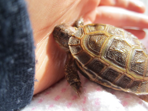 thewhimsyturtle:I don’t understand, Mommy. Why can’t I dig through your hand?! And why a