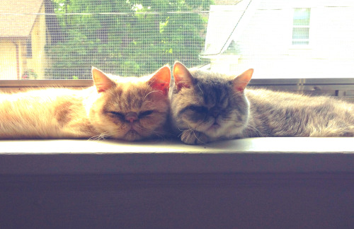 belafontelavender:  Belafonte and Lavender mumble plans for attack while pretending to look cute. It