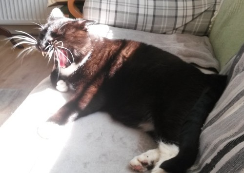 I Tried To Take A Lovely Photo Of A Sleepy Kitty But Just As I Hit The Button He Decided To Yawn, So