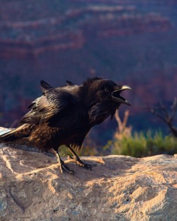 laurajschwan:The ravens at the Grand Canyon
