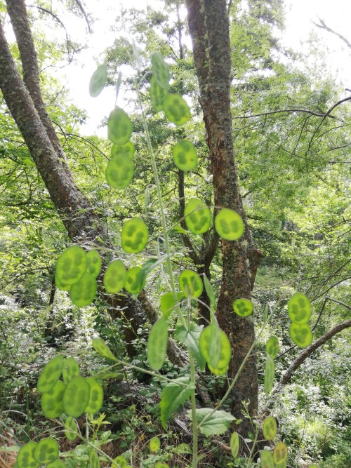 Lunaria. Lunaria Annua. 