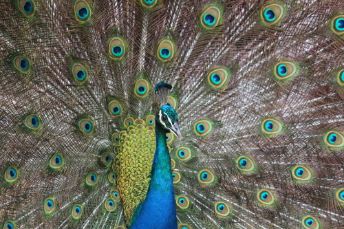 Peacock, Rottnest Island, Western Australia. 2014.