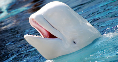 animalsandtea:Beluga whale